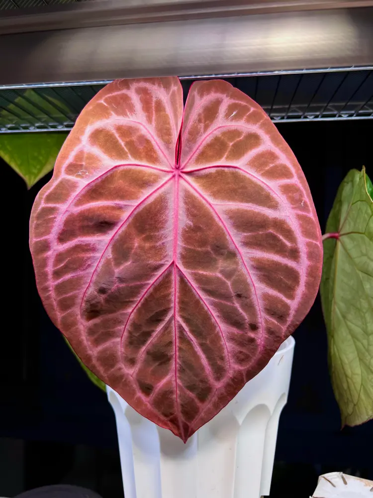 New pink bronze anthurium leaf with bright veins under indoor grow lights