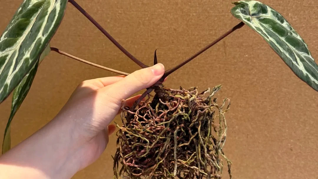 Home 5 How I Repot a Rootbound Anthurium Crystallinum Without Stalling It
