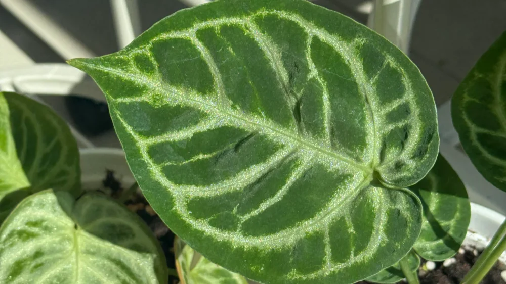 Home 3 How My Anthurium Dorayaki Grew a Bigger Leaf in 20 Days