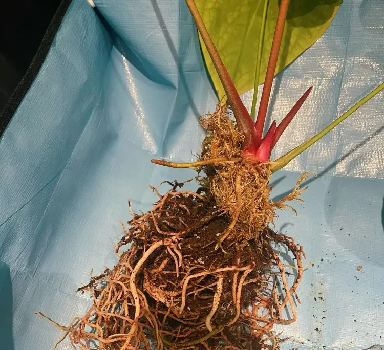 Anthurium roots loosened from the old root ball before being placed into fresh potting mix