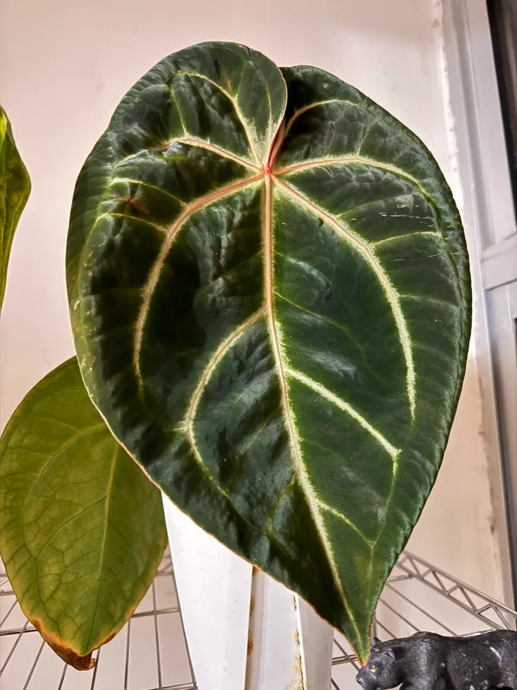 Mature dark green velvet anthurium leaf with pale veins under indoor growing conditions