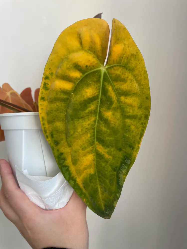 Close-up of a yellow and green mottled anthurium leaf showing uneven fading and stress marks