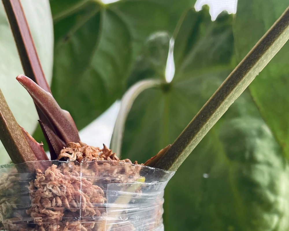 New fuzzy anthurium root growing into a sphagnum moss collar around the base of an older plant