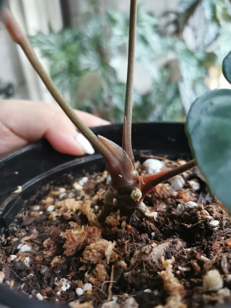 Old anthurium stem base with dry aerial roots before adding a sphagnum moss collar