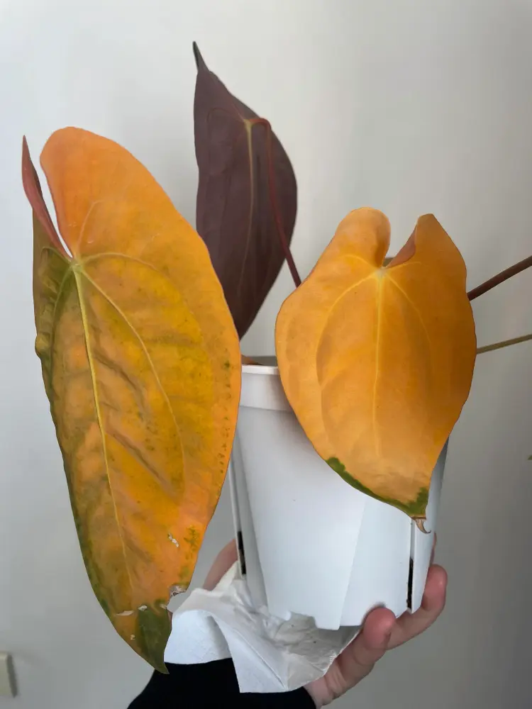Several older anthurium leaves turning yellow and orange while newer leaves remain darker