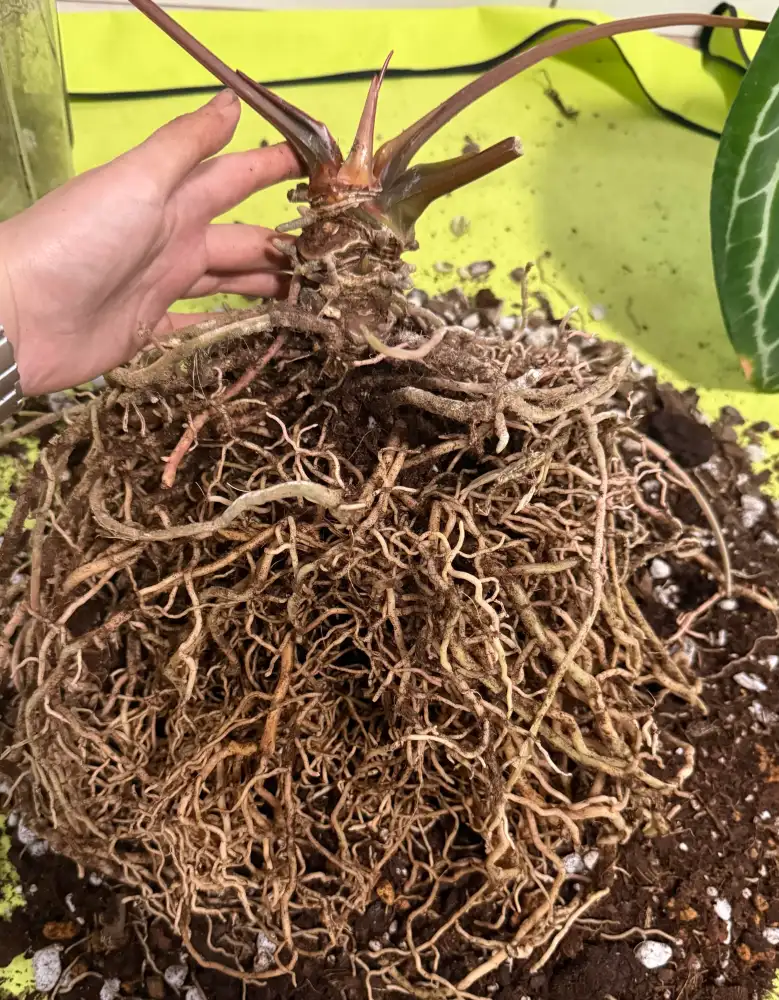 Anthurium with a very large tangled root system exposed during a root reset