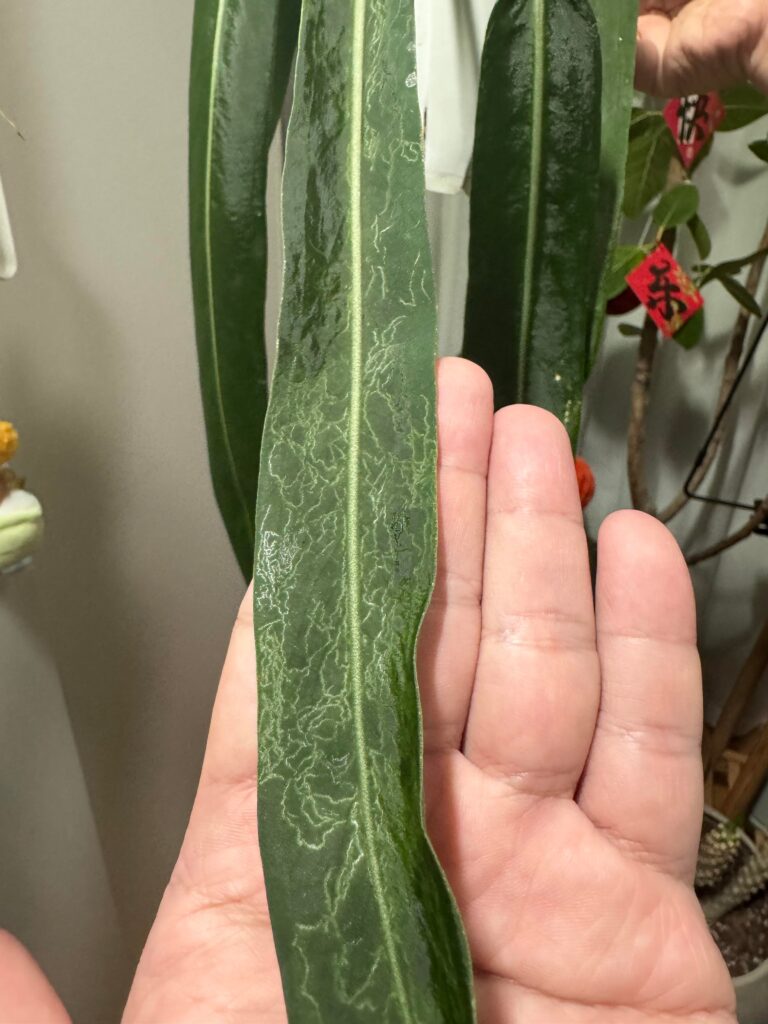 Pale Winding Trails on Anthurium pallidiflorum Leaf