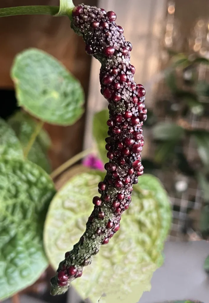 Ripe dark red anthurium berries swollen and raised from the spadix