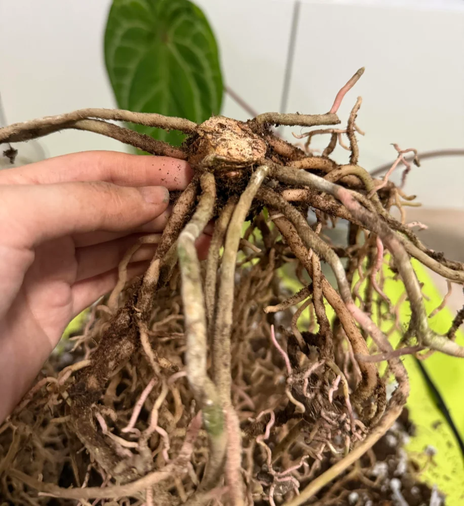Close-up of a stalled anthurium after the lower root mass was cut back to encourage new root growth
