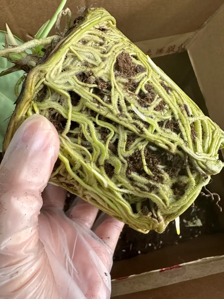 Tightly rootbound anthurium root ball with roots circling around the old pot shape before repotting