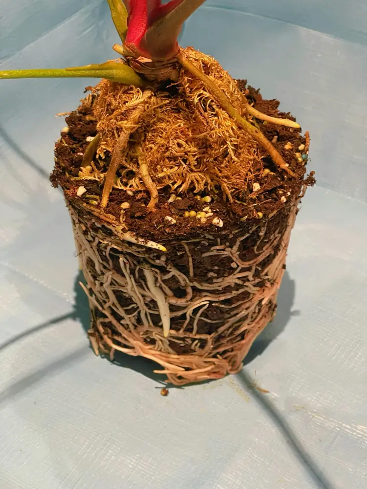 Rootbound anthurium root ball with roots wrapped around the outside and holding the shape of the old pot