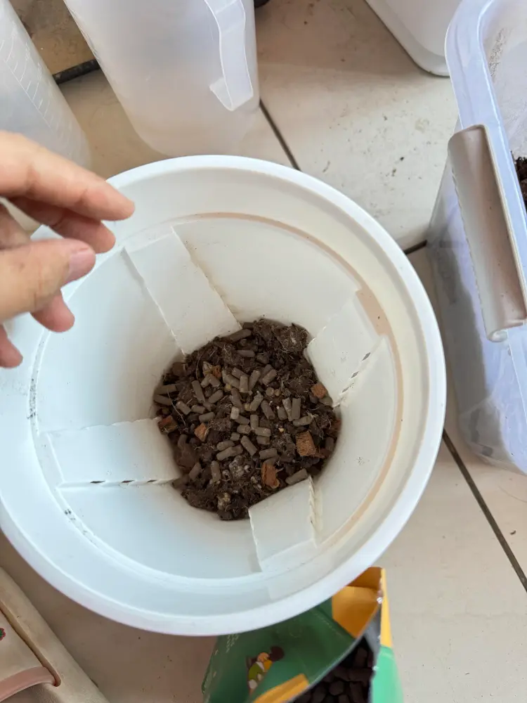 Slow-release fertilizer pellets mixed into chunky anthurium potting mix inside a white nursery pot