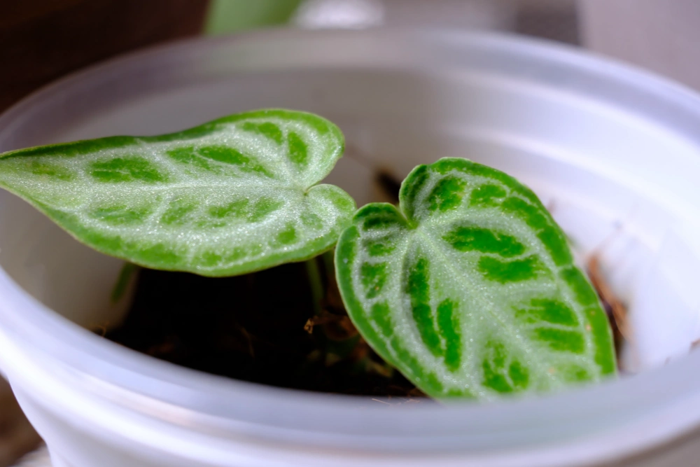 Close-up of small anthurium leaves growing close together before the plant was divided