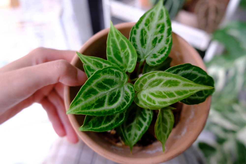 Home 4 Why Is My Anthurium Not Growing? 4 Real Cases That Changed How I Fix Stalled Plants