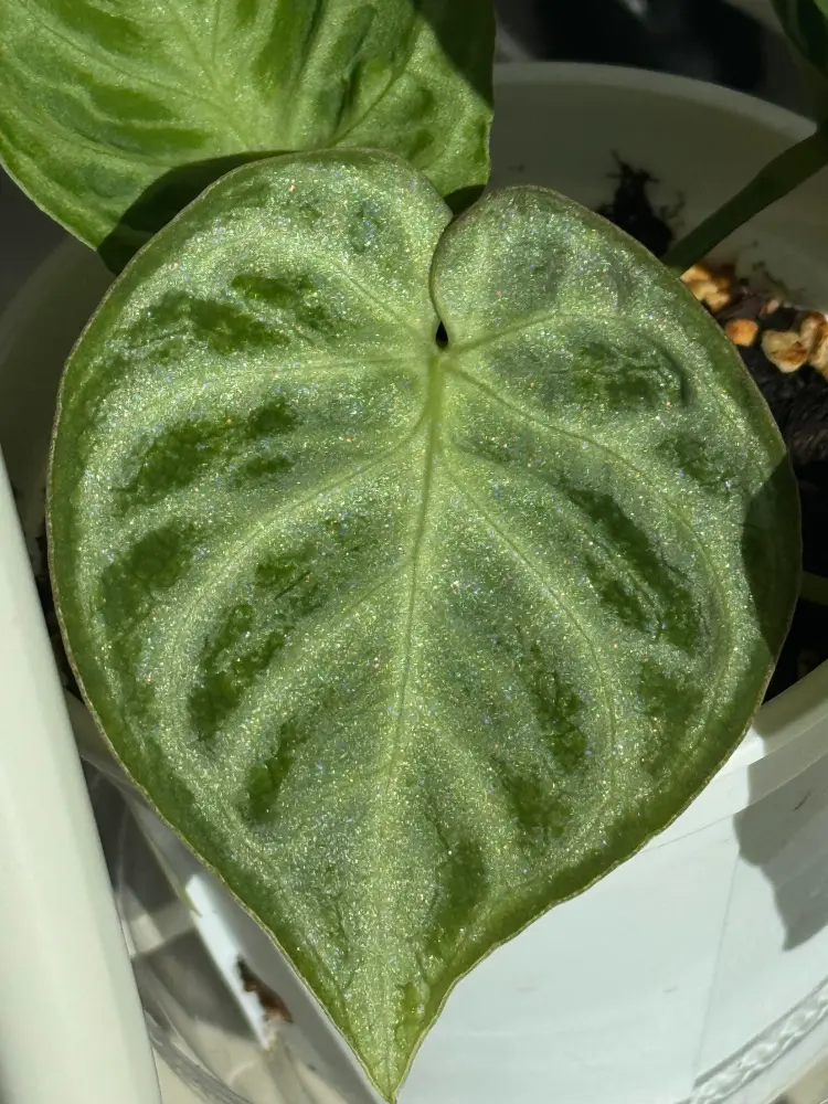 Close-up of a soft new Anthurium Dorayaki hybrid leaf before it fully hardens off