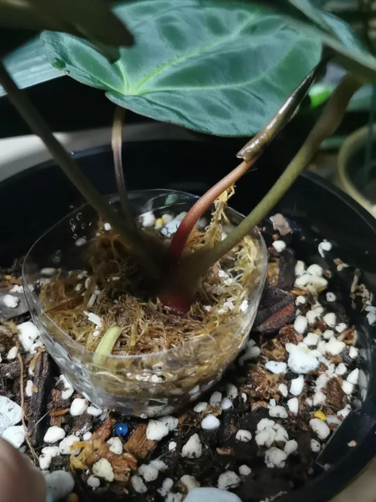 Old anthurium stem wrapped with a loose sphagnum moss collar to encourage aerial root growth