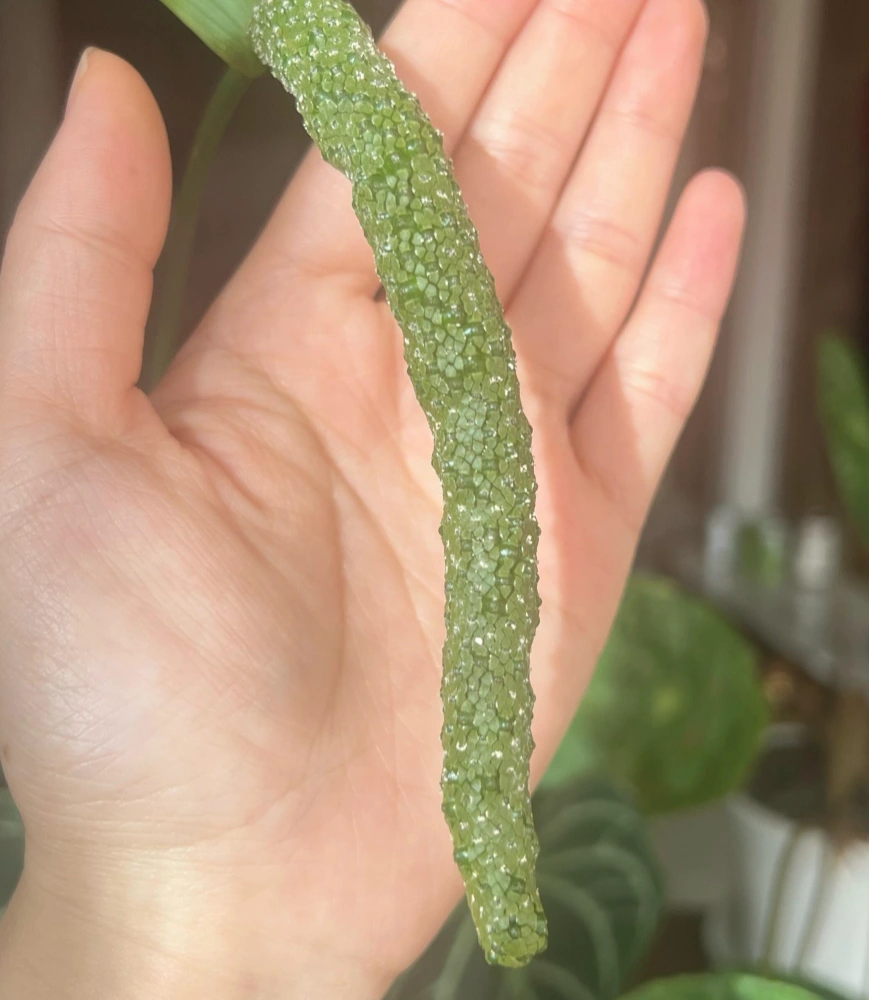 Close-up of an anthurium spadix with a glossy sticky surface during the female phase
