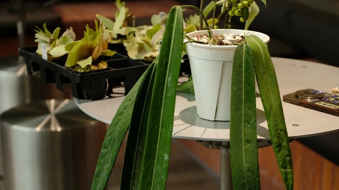 Home 1 Two Anthurium pallidiflorum Problems That Fooled Me at First