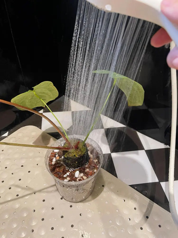 Freshly repotted anthurium being watered thoroughly in a clear pot after repotting