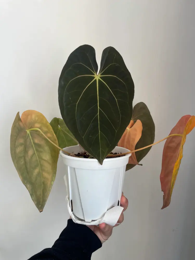 Indoor anthurium with several yellowing older leaves and one dark healthy central leaf in a white pot
