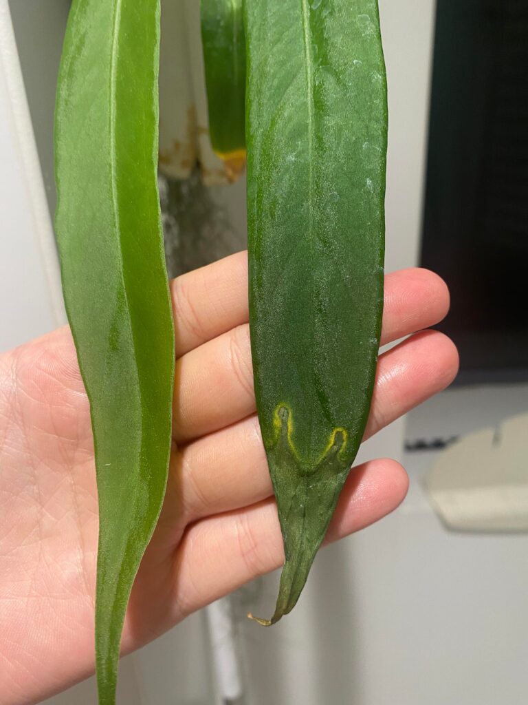 Anthurium pallidiflorum leaf with a yellowing tip and stress marks after being moved from a damp low-airflow spot to a brighter area
