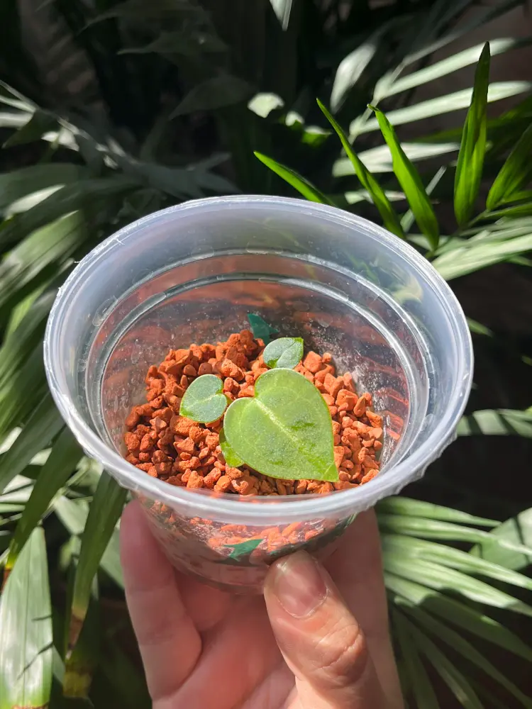 Young Anthurium Dorayaki hybrid in a clear cup before the new leaf sized up indoors