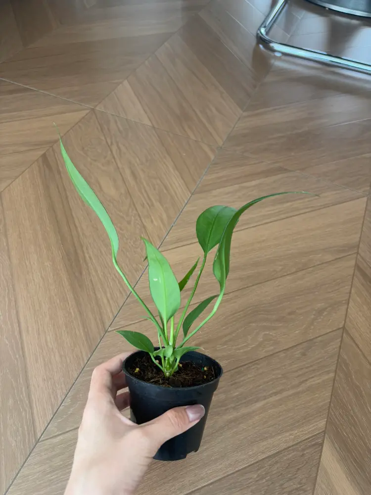 Young Anthurium vittarifolium in a small black pot with narrow upright leaves before developing a pendant shape