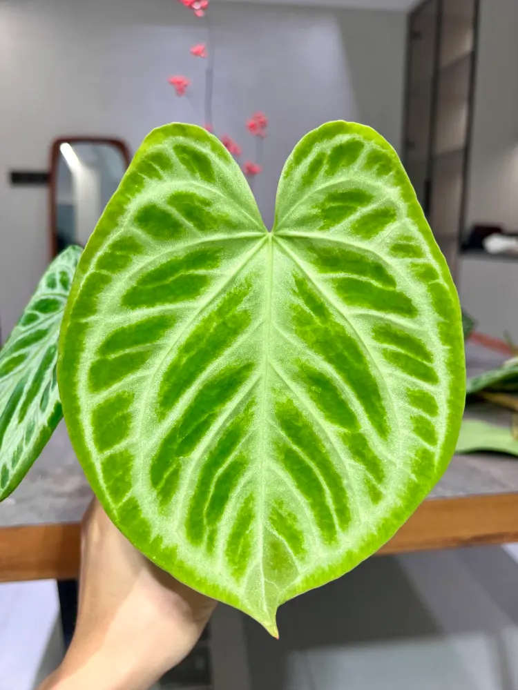 Young light green anthurium leaf with darker green venation before it hardens and deepens in color